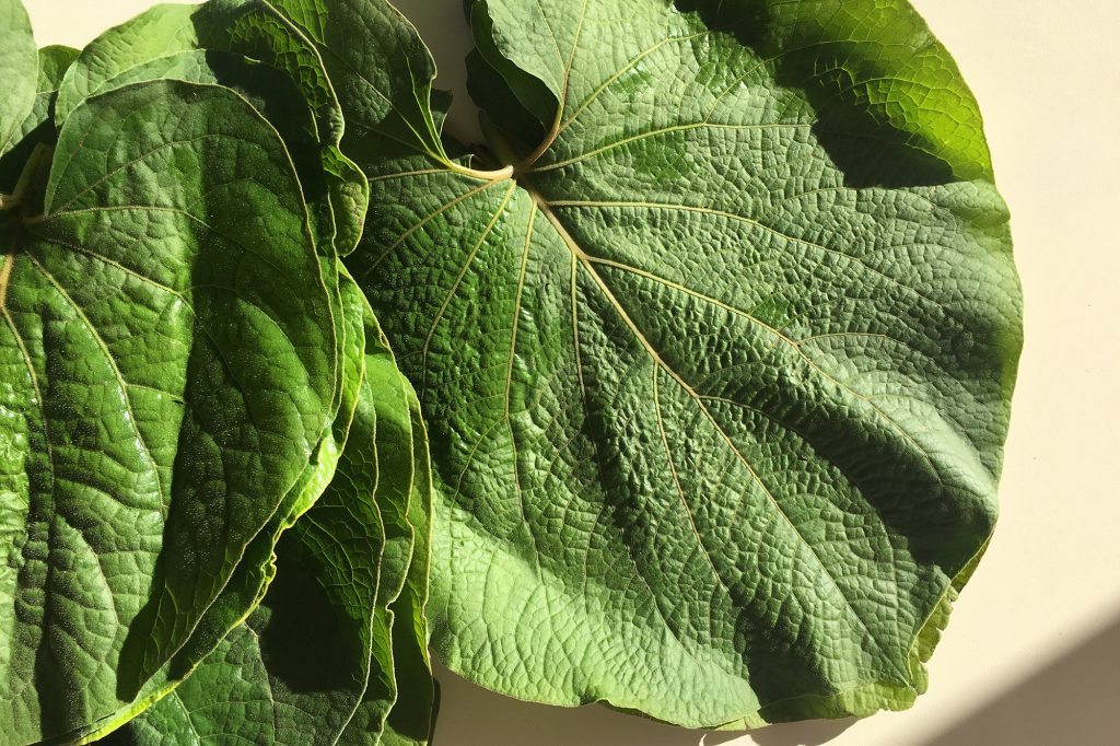 Hoja Santa Leaf